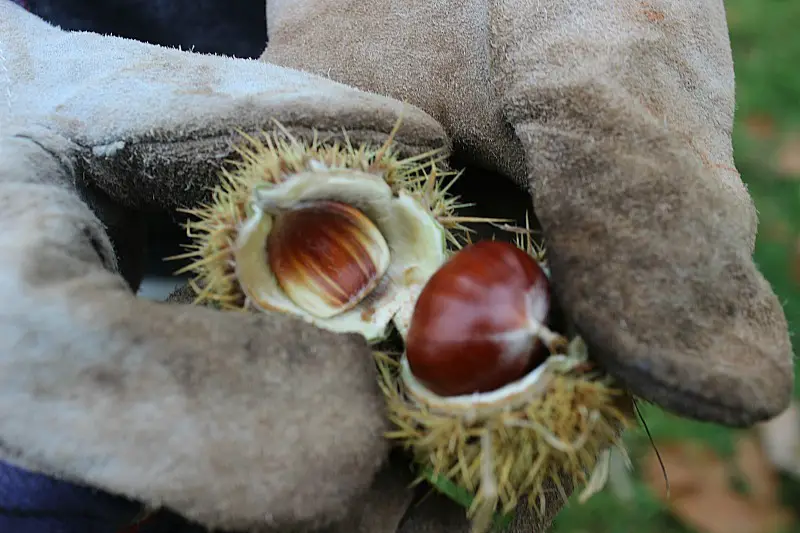 Collecting chestnuts in a fun Blue Mountains autumn activity