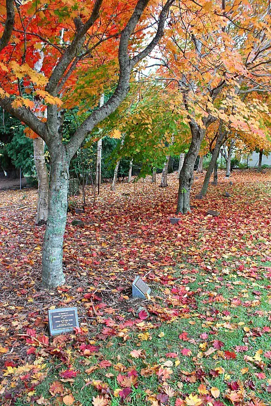 Churchyard at Mount Wilson