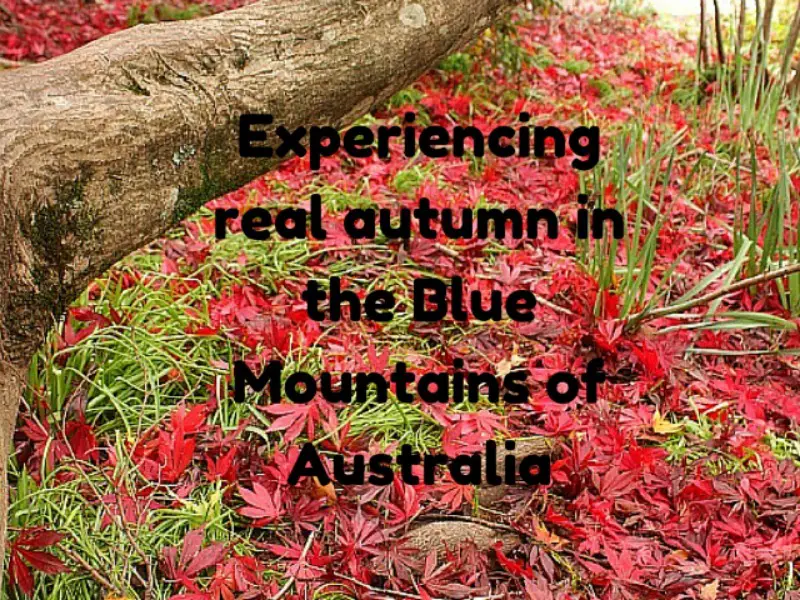Experiencing real autumn in the Blue Mountains of Australia