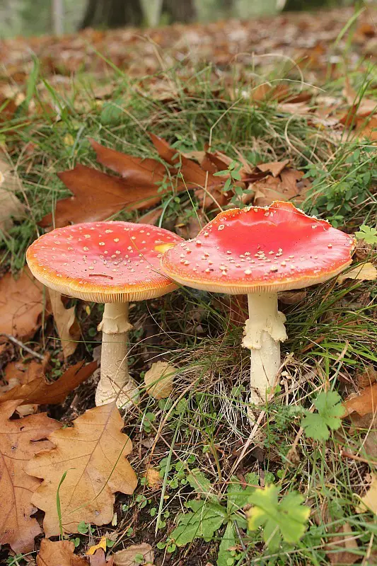 Fairytale toadstools in the Blue Mountains