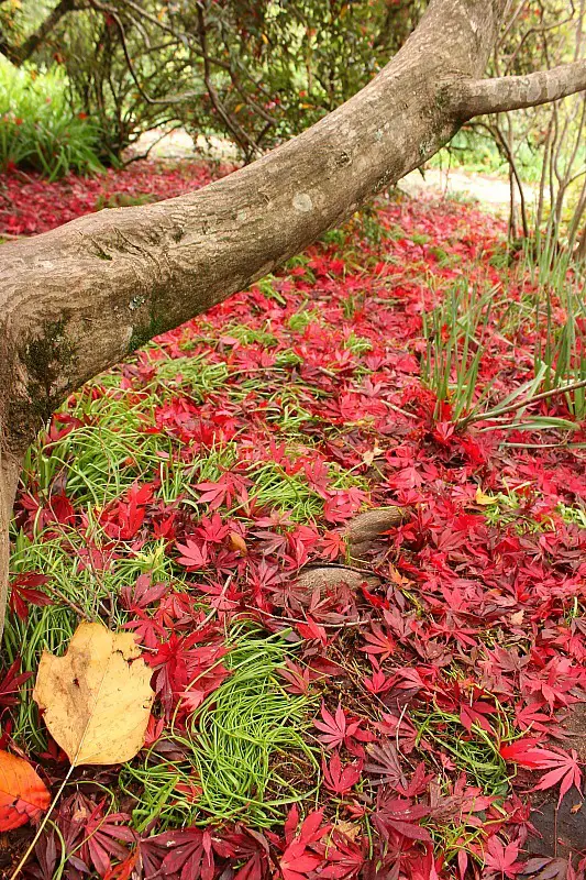 Japanese Maple at Mount Tomah Botanical Gardens in the Blue Mountains of Australia