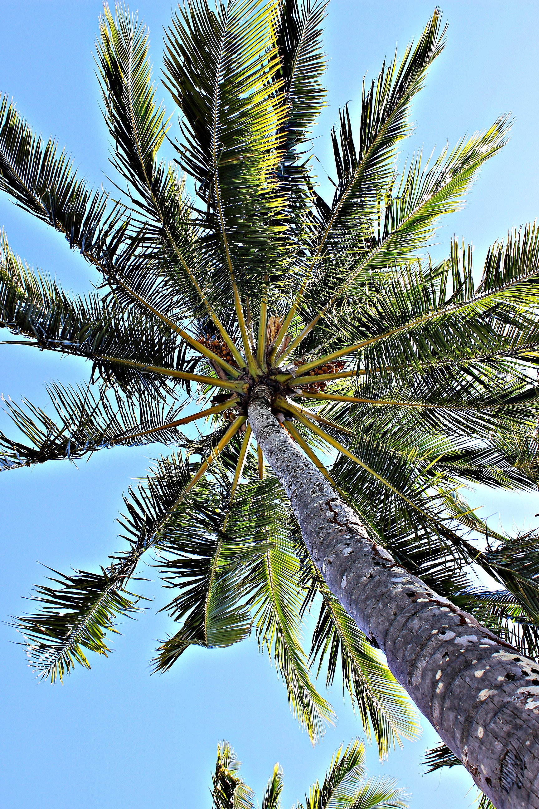 Palm tree at Fitzroy Island Resort