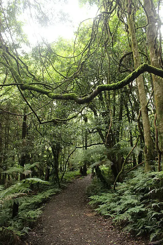 Rainforest walk at Mount Tomah Botanical Gardens in the Blue Mountains of Australia