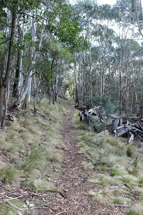 Eucalypt lined trail at Mount Canobolas