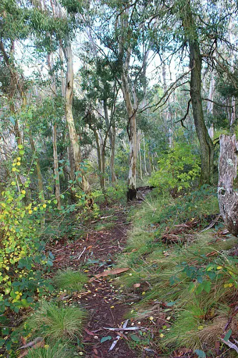 Mount Canobolas hikign trailt to Federal Falls near Orange NSW