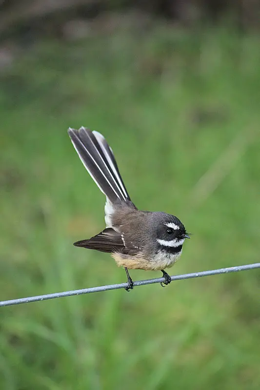 Fantail at Tawharanui in Auckland’s Rodney District