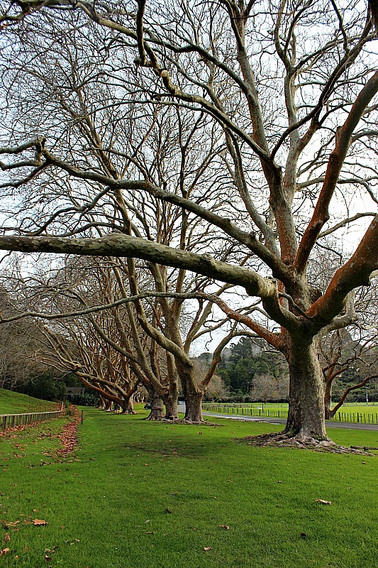 Trees at Wenderholm Regional Park in North Auckland