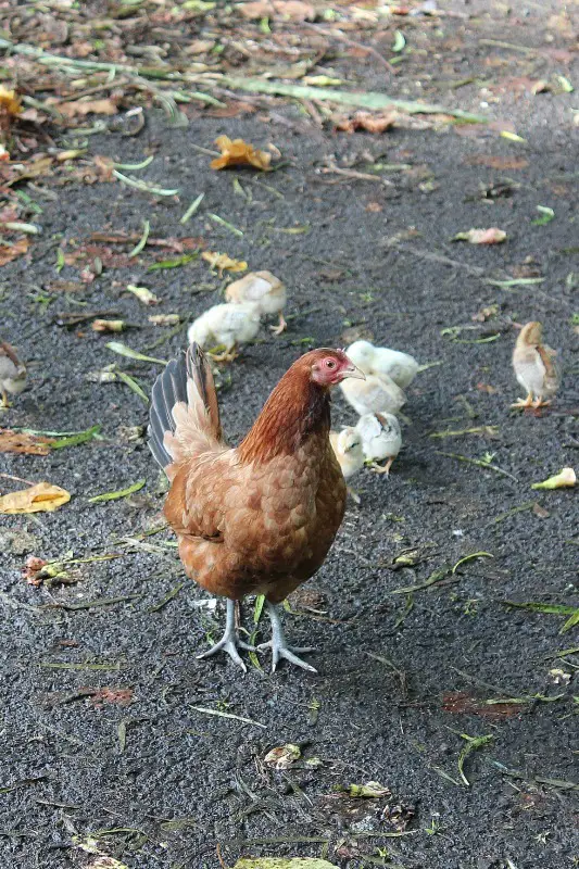 Wild chickens on the North Shore of Oahu