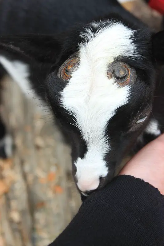 Baby Goat at Children’s Farm in Victoria Canada