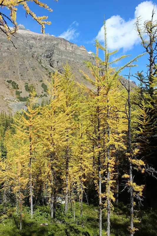 Hiking to see the Larch trees turned golden for fall in the Rocky Mountains during month three of digital nomad life 