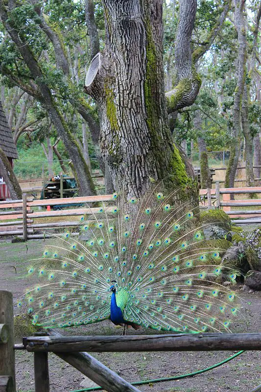 Peacock in Beacon Hill Park, Victoria Canada