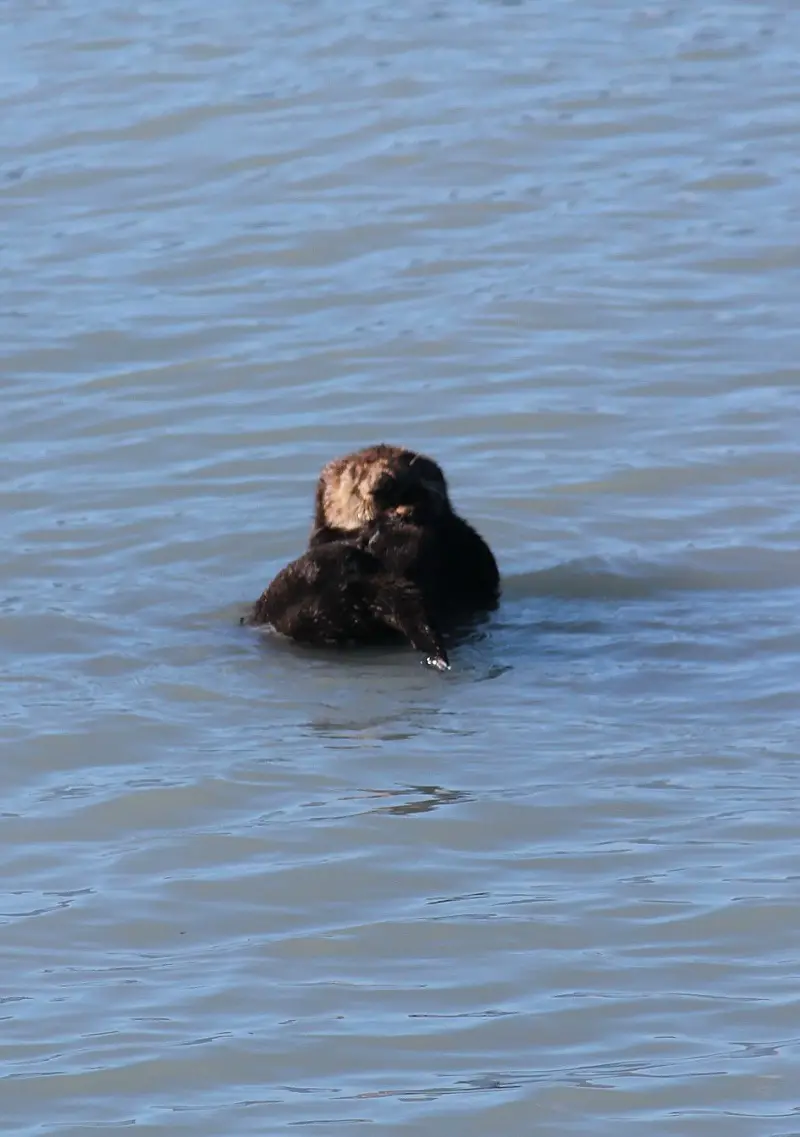 Sea Otter in Kenai Fjords National Park in Alaska