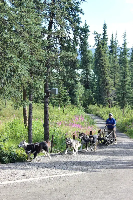 Sled dog demonstration in Denali National Park