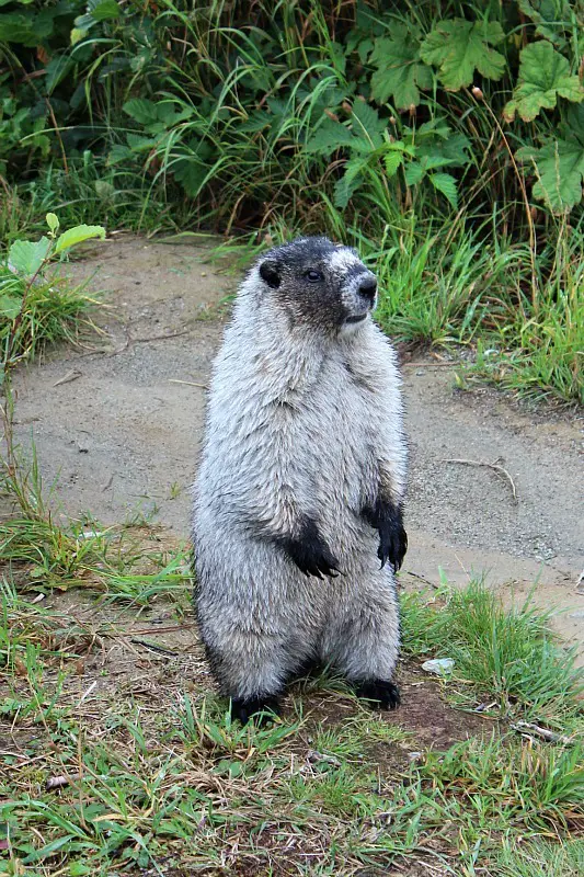Crazy marmot on Mt Roberts – Juneau in the rain