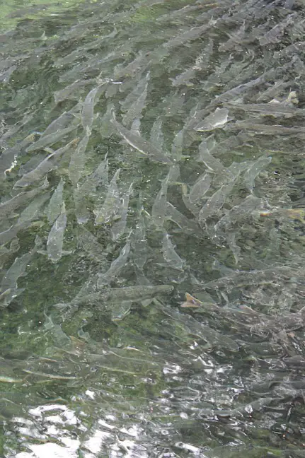 Masses of salmon spawning in Sitka, Alaska