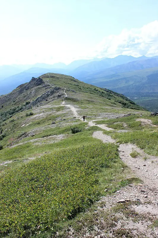Denali National Park Hiking trail to Mount Healy