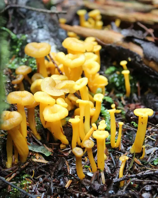 Forest mushrooms on Mount Verstovia in Alaska - one of the best hikes in Sitka