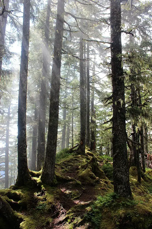 Misty forest on the Sitka hiking trail up Mount Verstovia in Alaska
