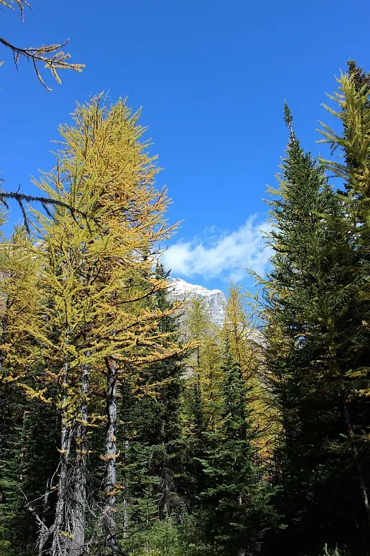 Autumn Larches in Larch Valley - my favorite Moraine Lake hike