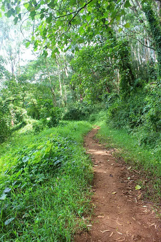 The Kuilau Ridge Hike, one of my favorite Kauai Hiking Adventures