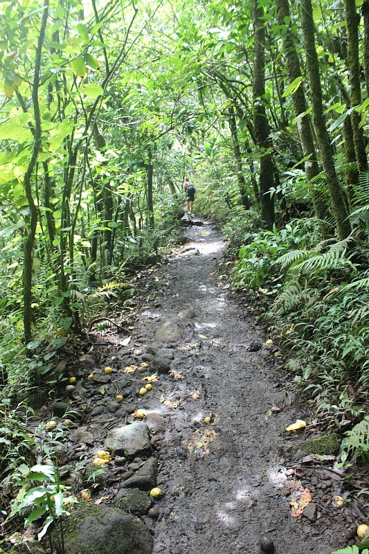 The trail to Hanakapiai Falls is one of the must do Kauai Hiking Adventures
