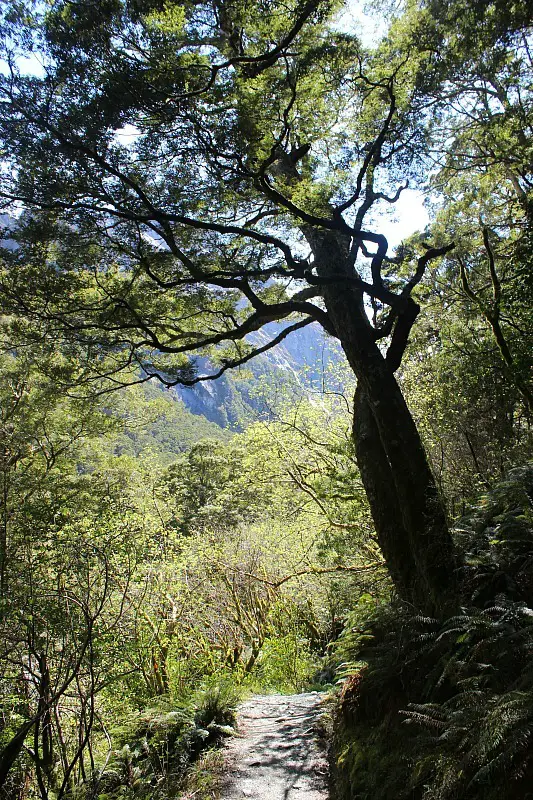 Hiking through beech forest on the way to Rob Roy Glacier in Mount Aspiring National Park