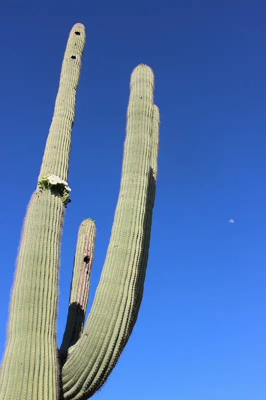 Flowering saguaro cactus
