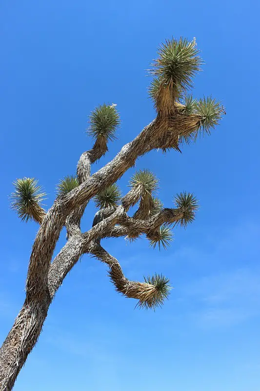 Discovering Joshua Tree National Park during month 10 of digital nomad life
