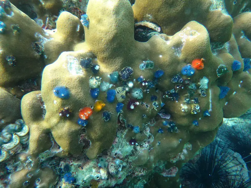 Colourful coral on a Koh Lipe Snorkeling Tour