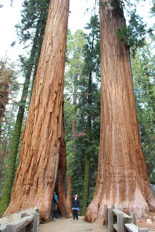 Giant Sequoia trees in Sequoia National Park during month 11 of digital nomad life