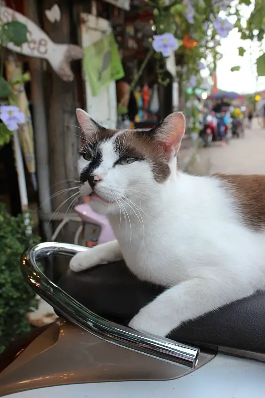 Make sure to add Lanta Animal Welfare to your Koh Lanta Itinerary