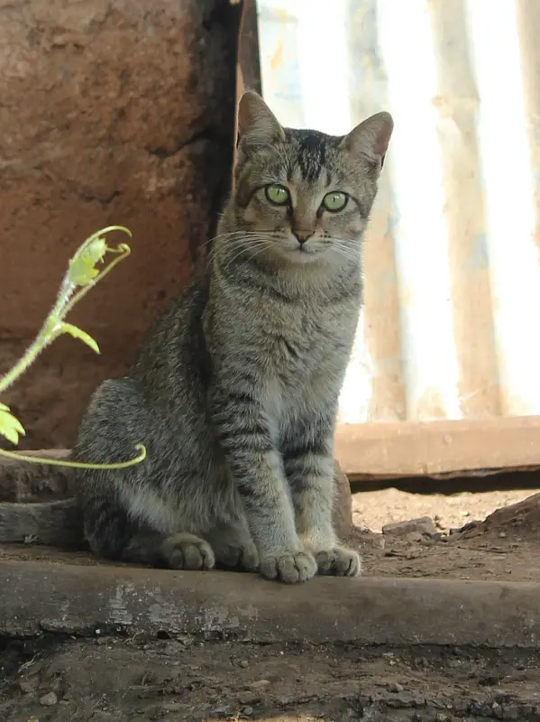 Myanmar kitty – Trekking Kalaw to Inle Lake