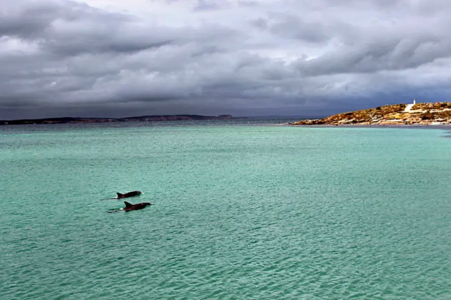 Dolphins on Kangaroo Island, an Aussie offbeat island destination