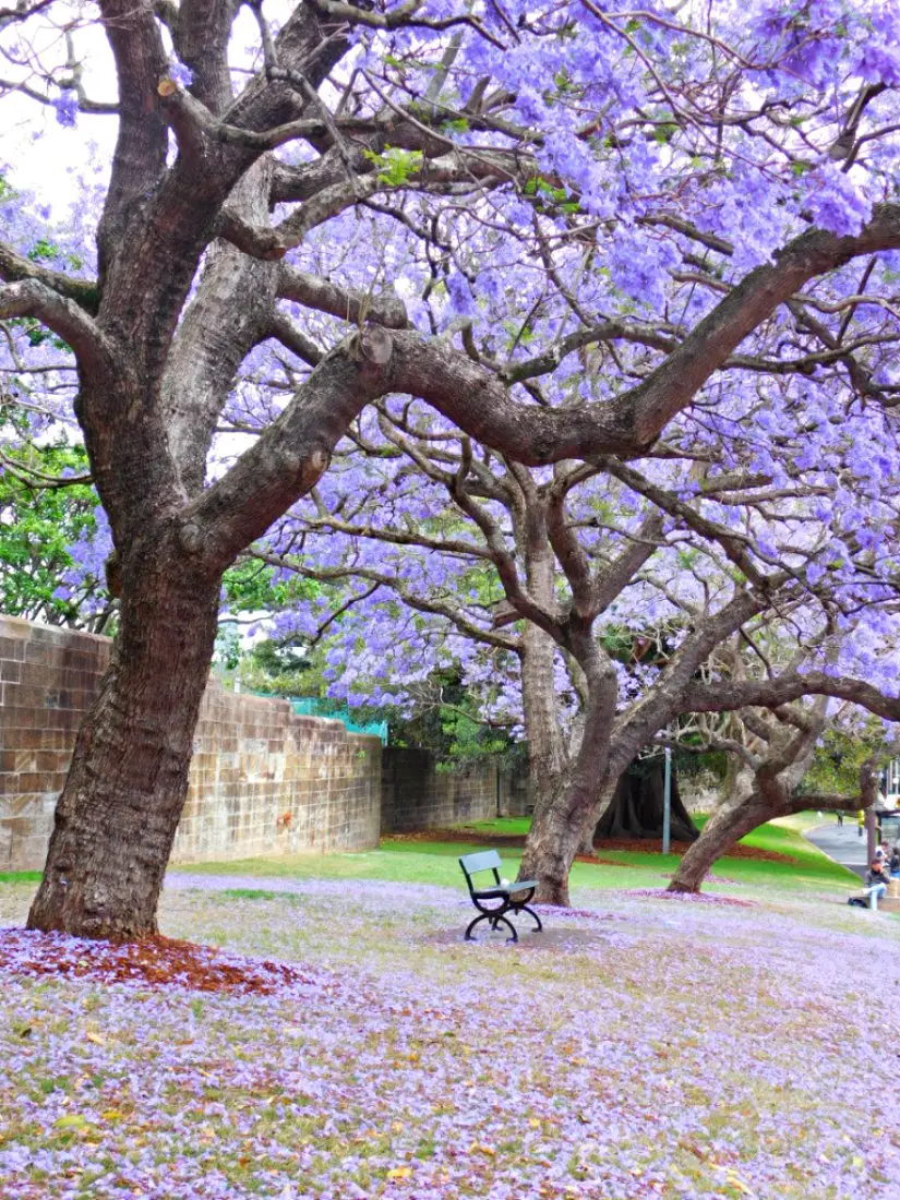 Jacaranda Trees in Sydney