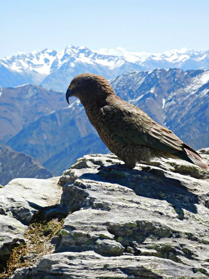 Spotting keas in the South Island of New Zealand during month twenty nine of Digital Nomad Life