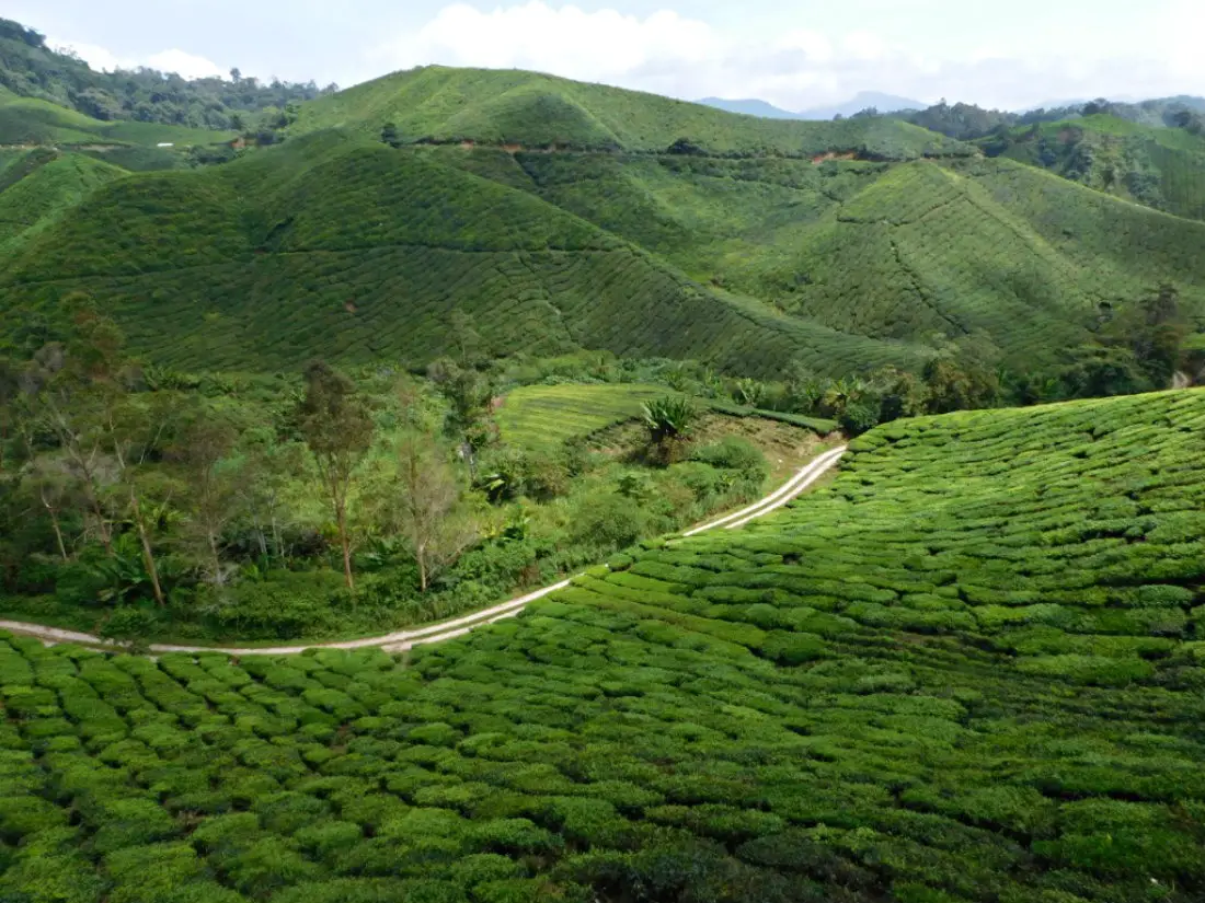 Checking out the tea plantation in the Cameron Highlands during month thirty two and thirty three of Digital Nomad Life