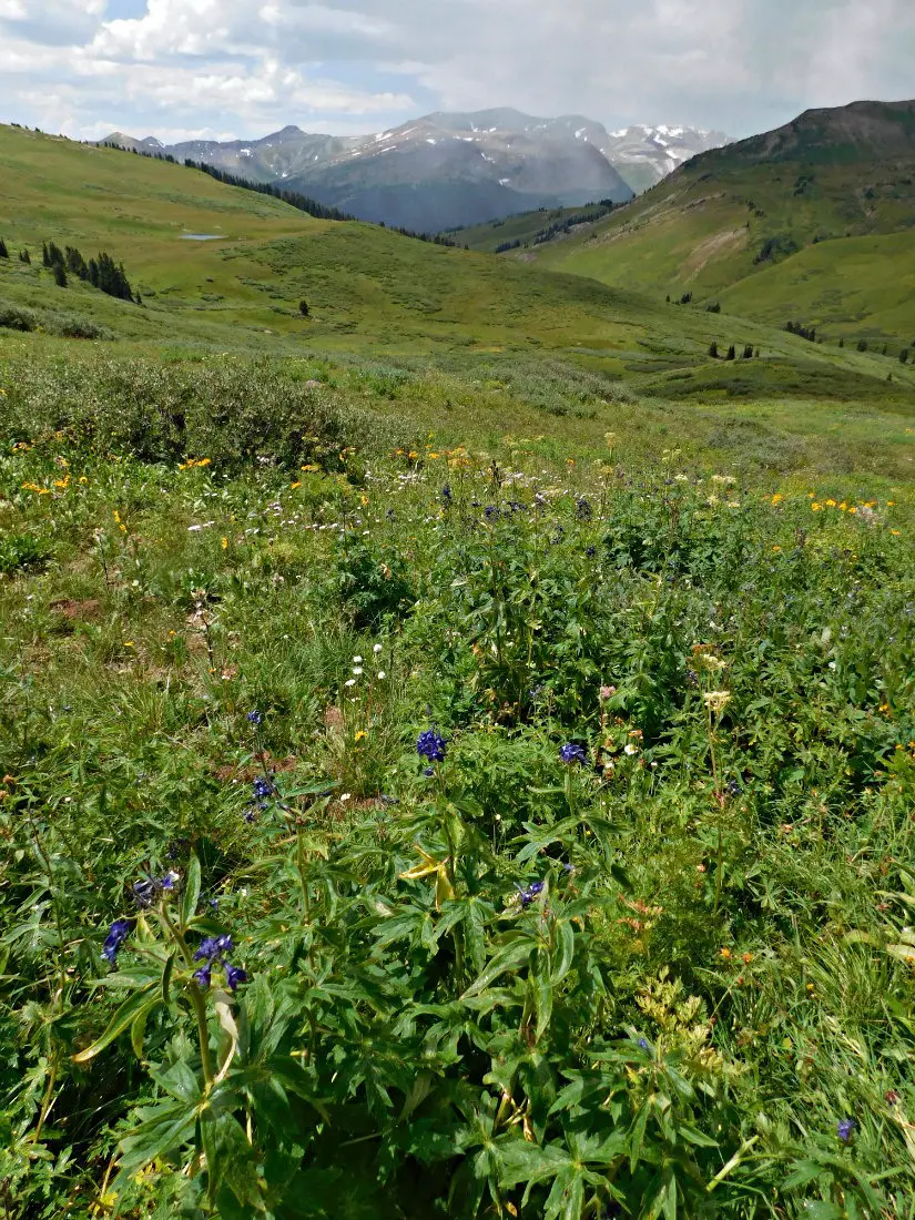 Wildflower meadow on the Crested Butte side of the pass on the hike from Aspen to Crested Butte