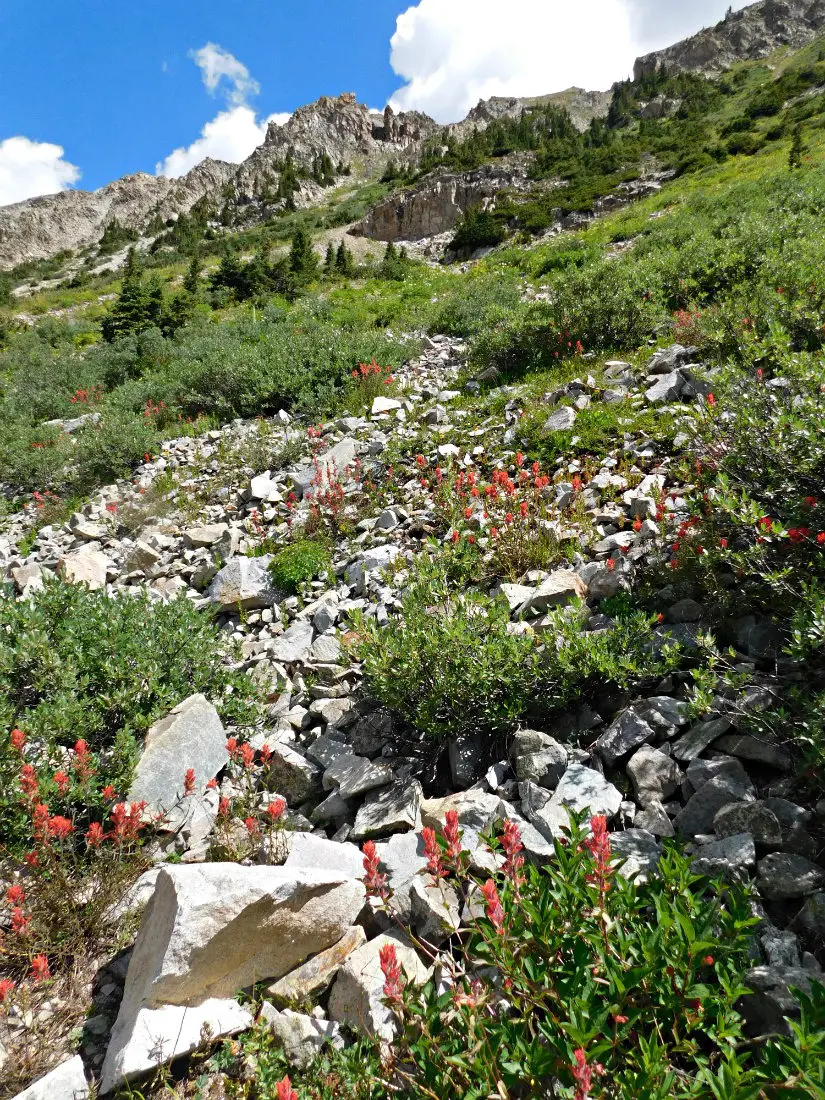 Wild flowers on the East Maroon Pass trail from Crested Butte to Aspen