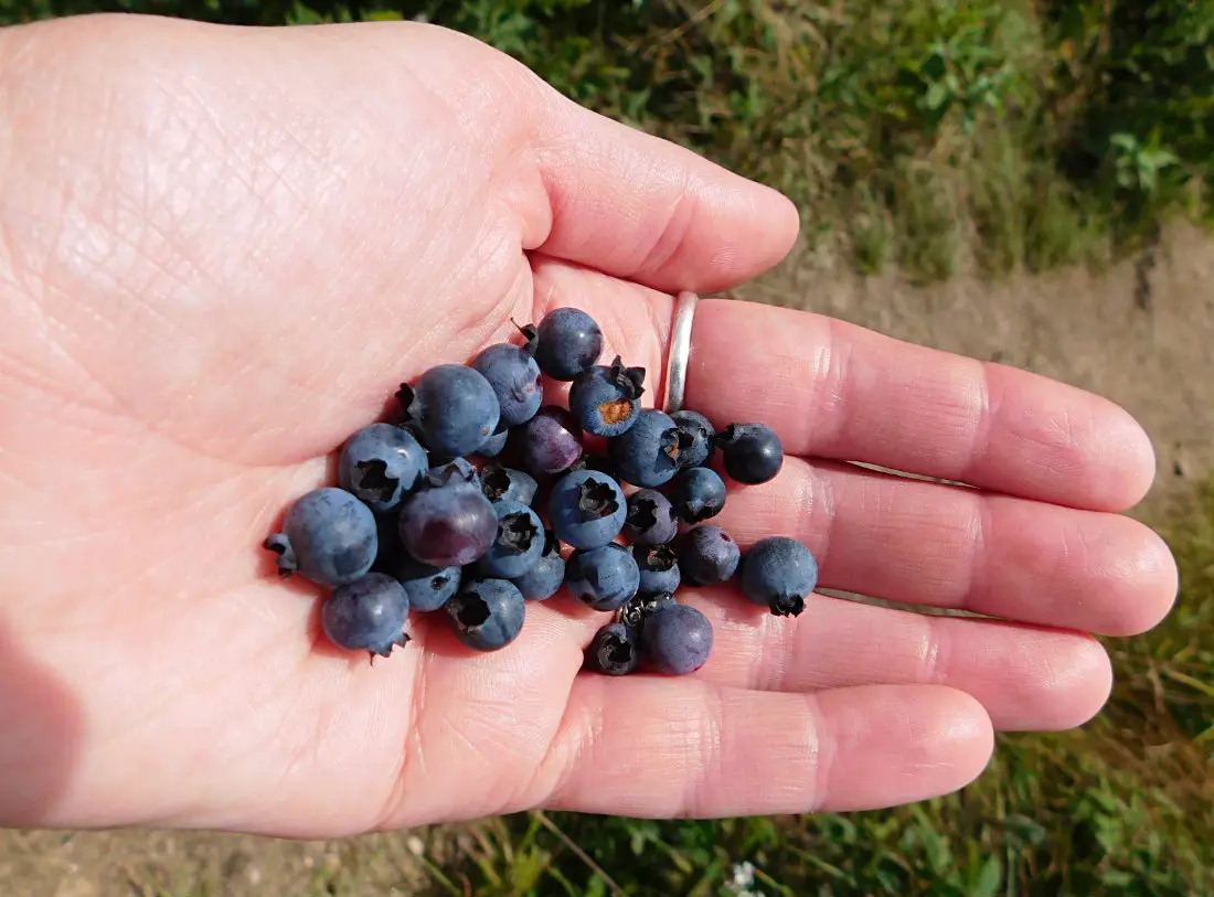 Picking wild blueberries on a North Carolina hike during month thirty eight of Digital Nomad Life