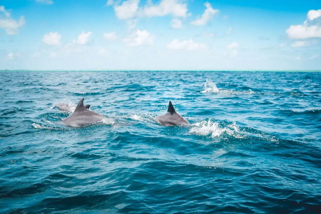Spinner dolphins in Hawaii