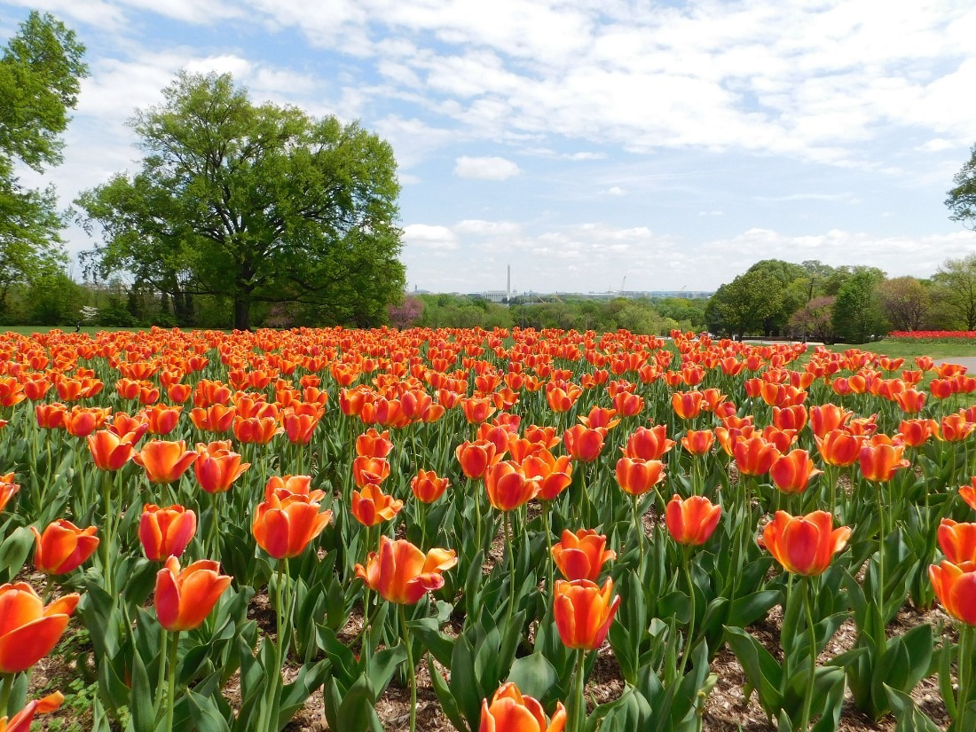 Tulips in Washington D.C.