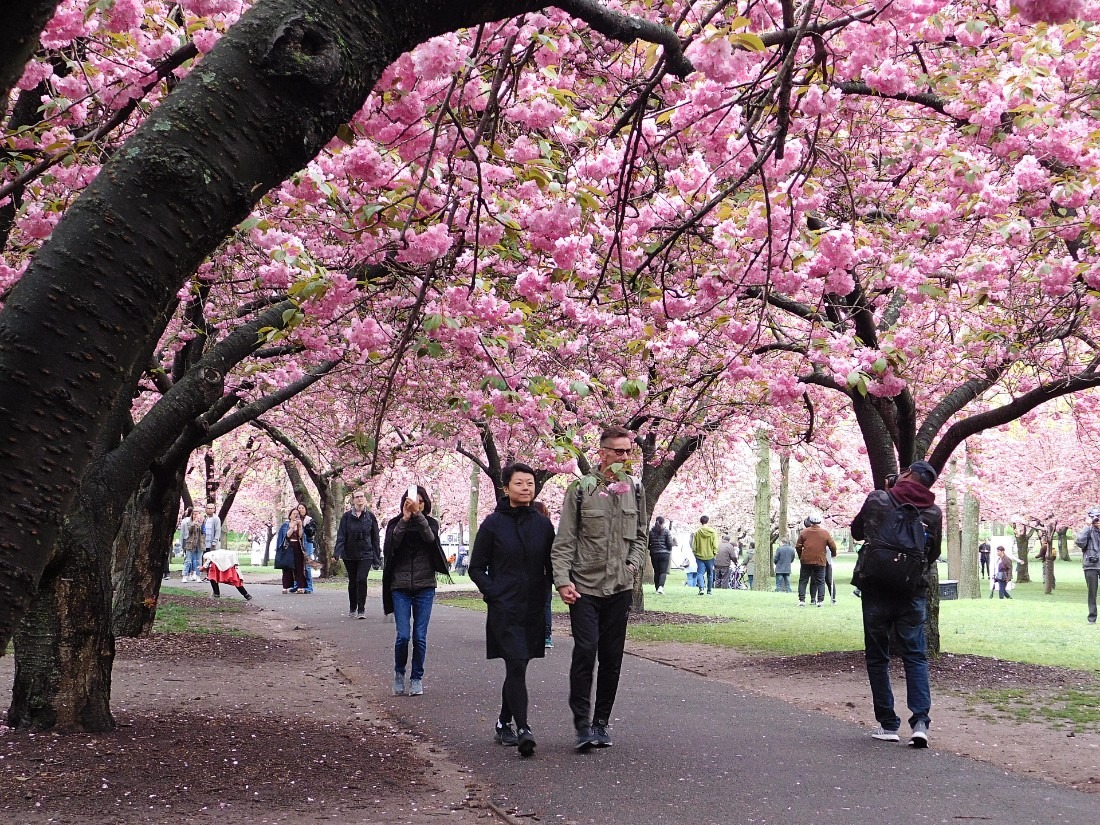 Cherry Blossoms in Brooklyn Botanic Gardens