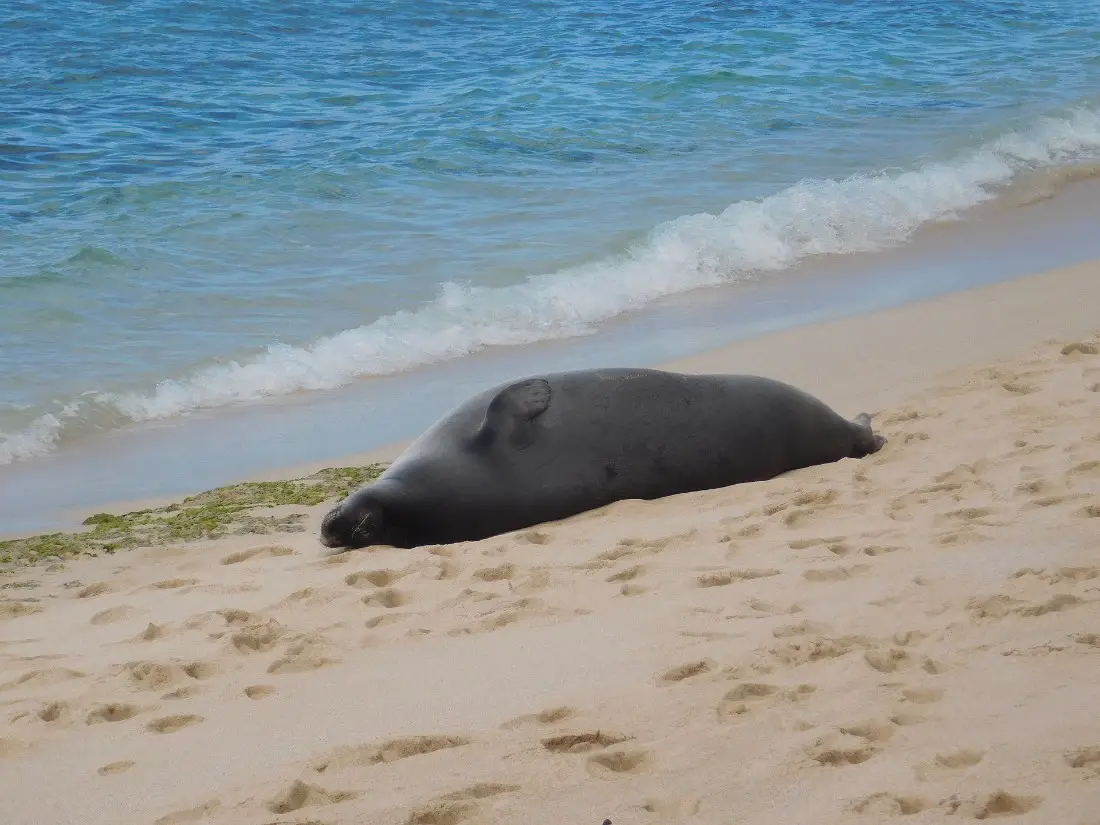 Endangered monk seal on the Big Island of Hawaii