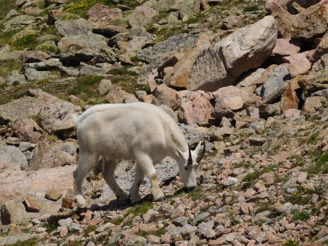 Mountain Goat in Colorado