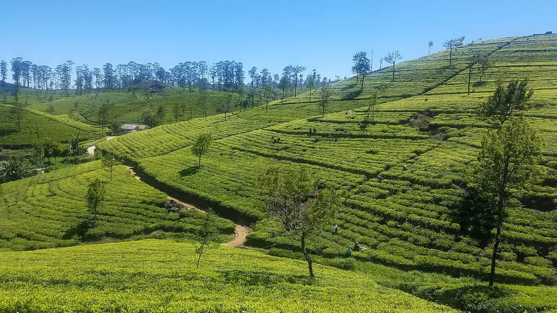Dambethenna Tea Estate in Sri Lanka