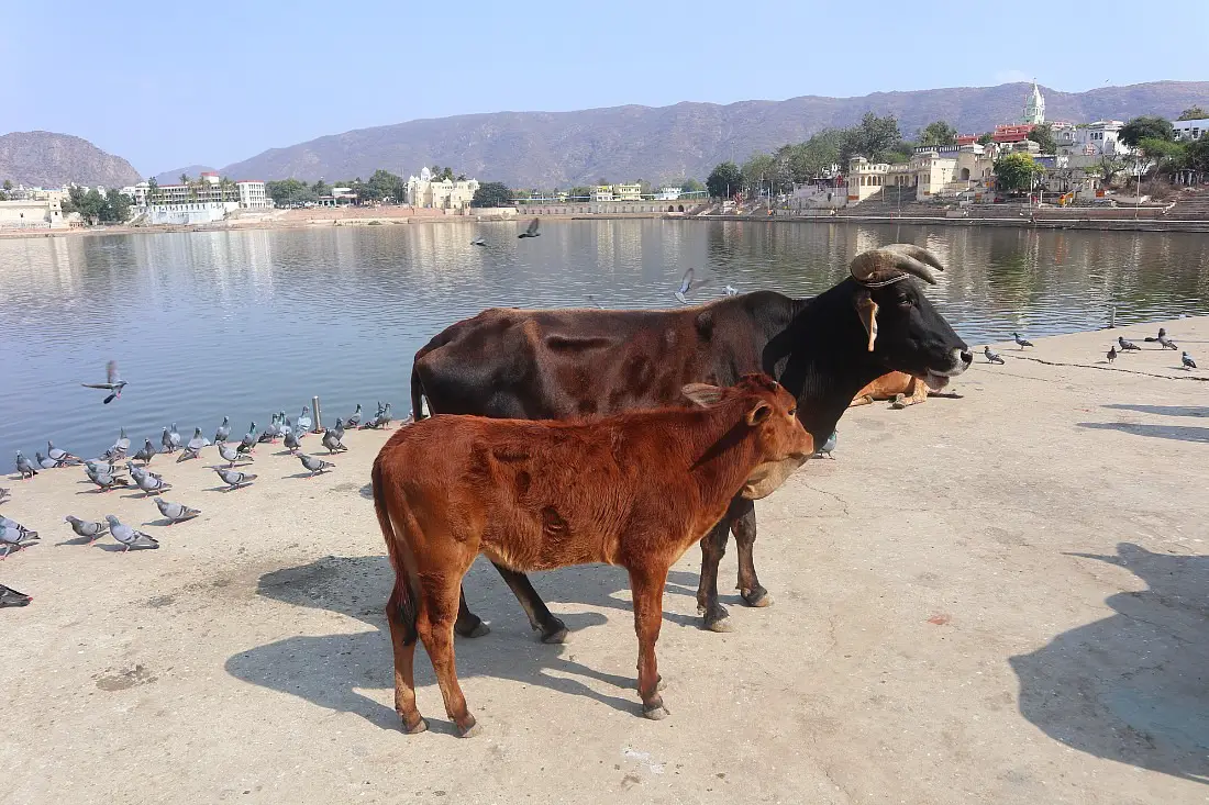Pushkar lake