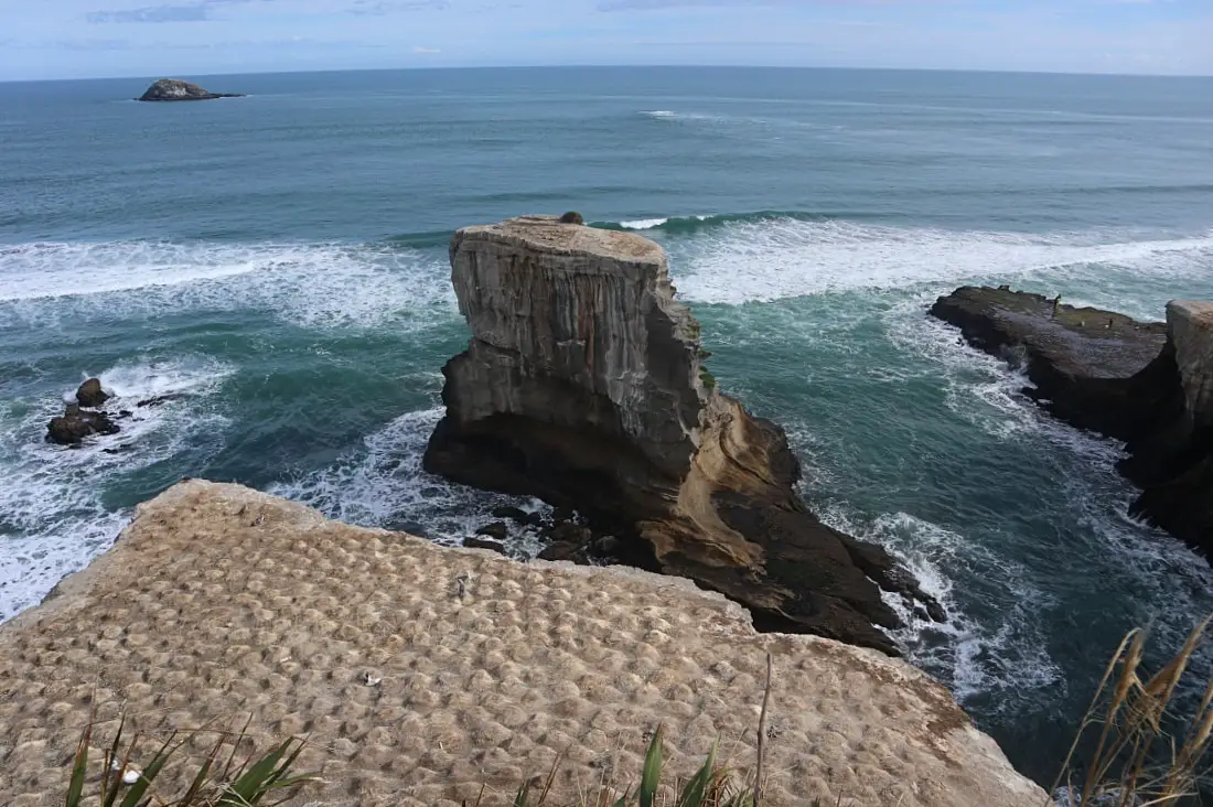 Muriwai Gannet Colony in Auckland