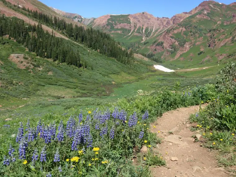 Wildflowers on a hike near Crested Butte - one of the best Colorado Mountain Towns