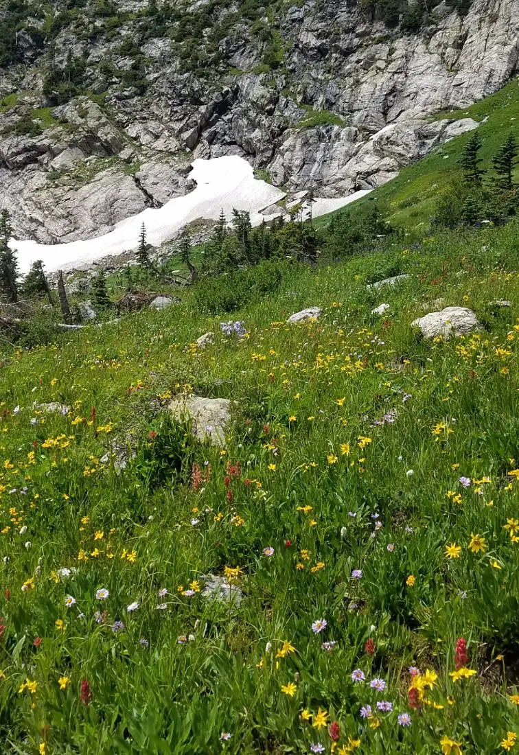 Wildflowers on Crater Lakes trail