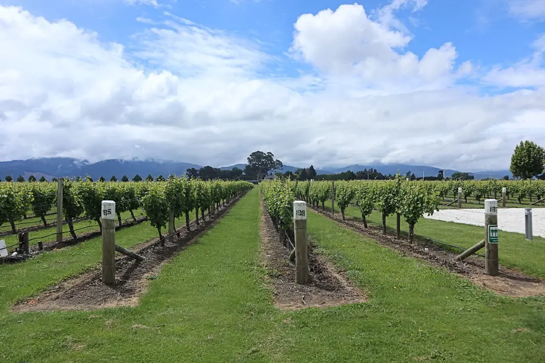 Winery in Marlborough
